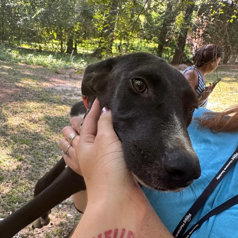A baby small-sized male Black Mixed Breed dog named Midnight for adoption in Columbus, GA