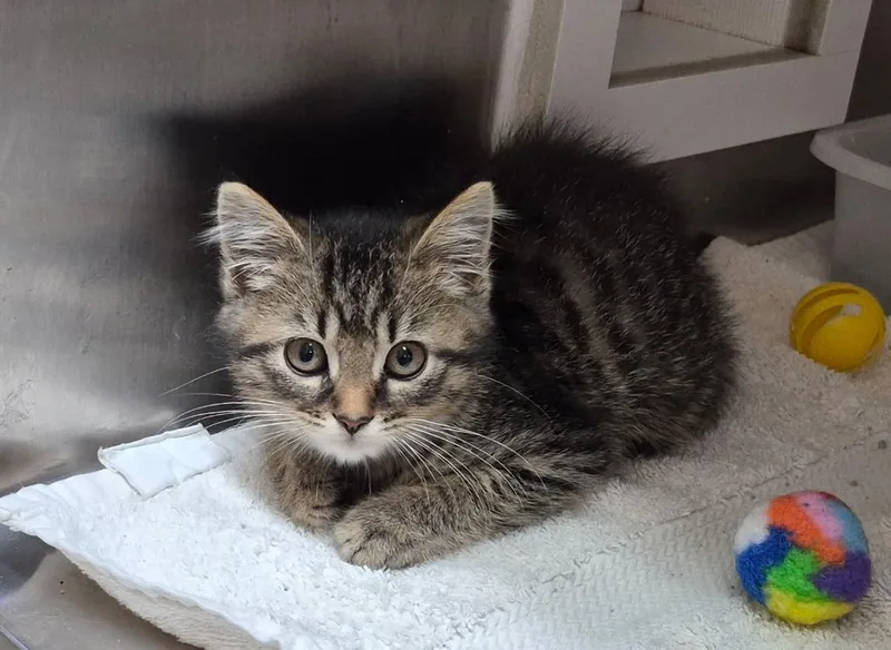 A baby medium-sized male Tabby (Brown / Chocolate) Domestic Short Hair cat named Walter for adoption in Tomah, WI