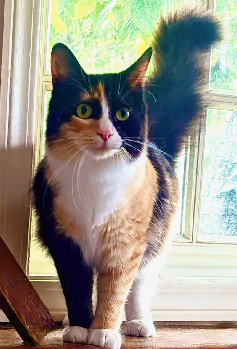 Carrot Cake thumbnail 3