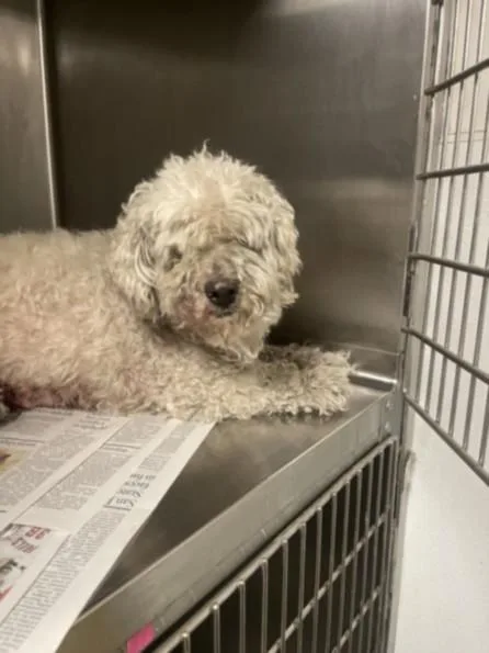A senior small-sized male Maltese dog named Philip for adoption in Van Nuys, CA