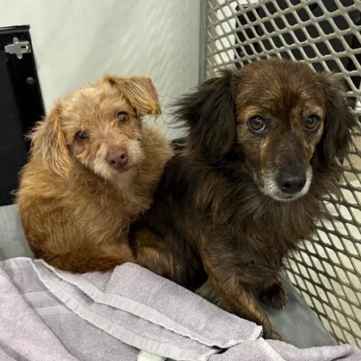 An adult small-sized female Brown / Chocolate Wire Fox Terrier dog named Rosalie for adoption in Normal, IL