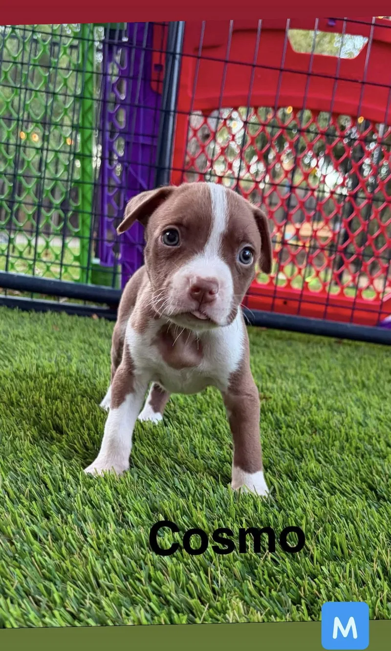 A baby medium-sized male American Staffordshire Terrier dog named Luna's Stars Cosmo for adoption in San Diego, CA