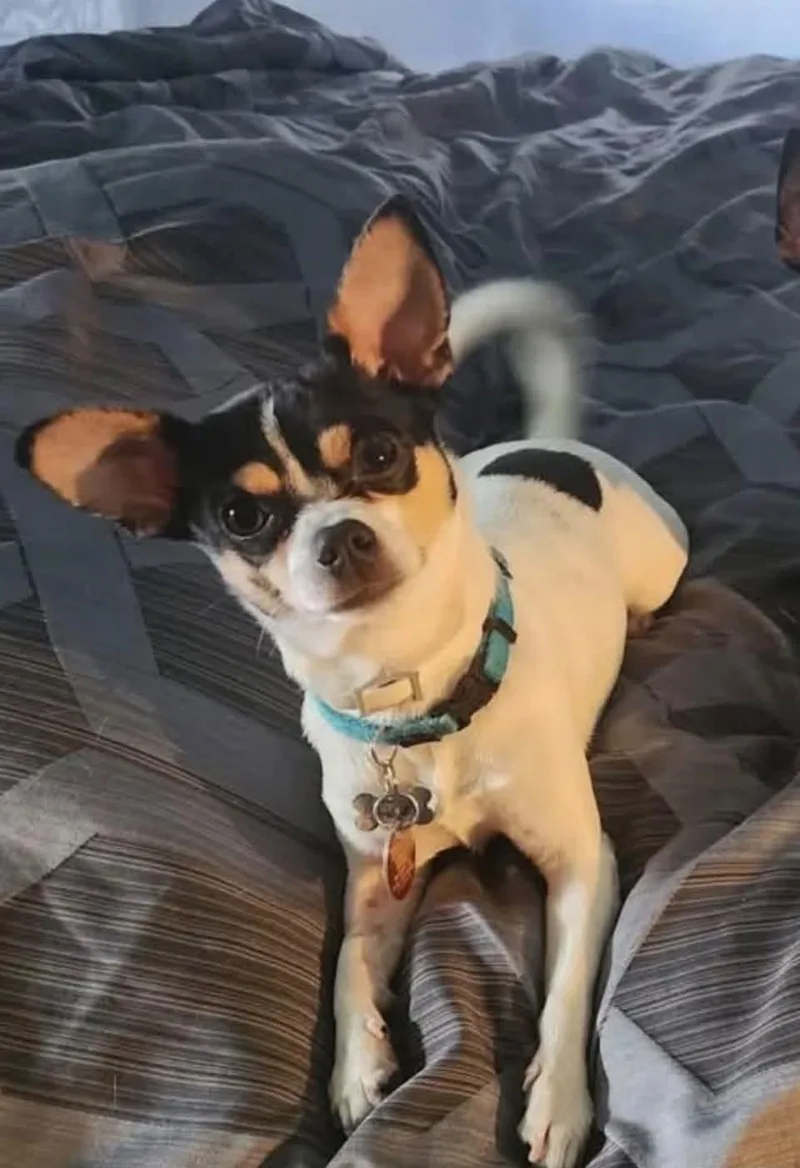An adult small-sized male White / Cream Chihuahua dog named Blanco for adoption in Ozone Park, NY