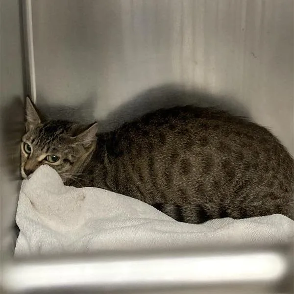 An adult medium-sized female Brown / Chocolate Domestic Short Hair cat named Kite for adoption in Hawthorne, CA
