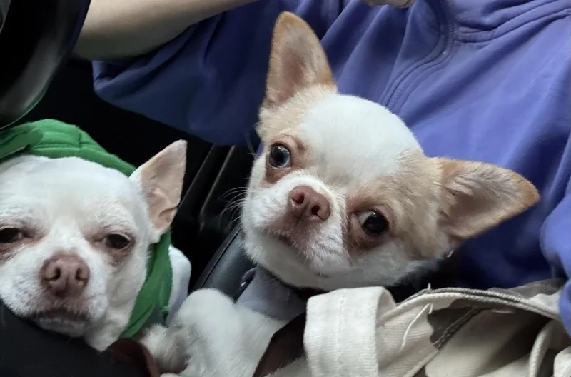 Nicobing thumbnail 2