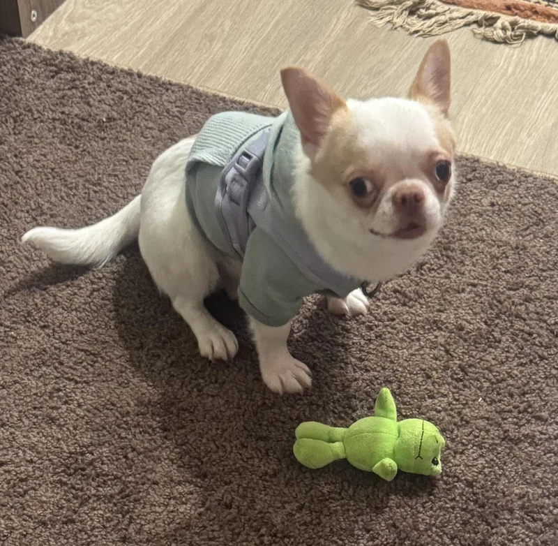 Nicobing thumbnail 3