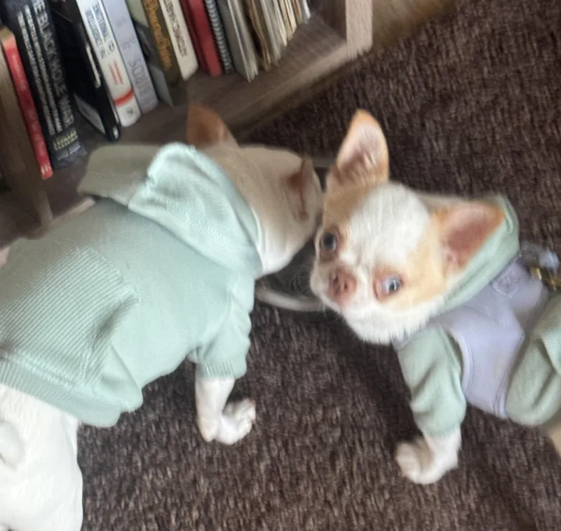 Nicobing thumbnail 4