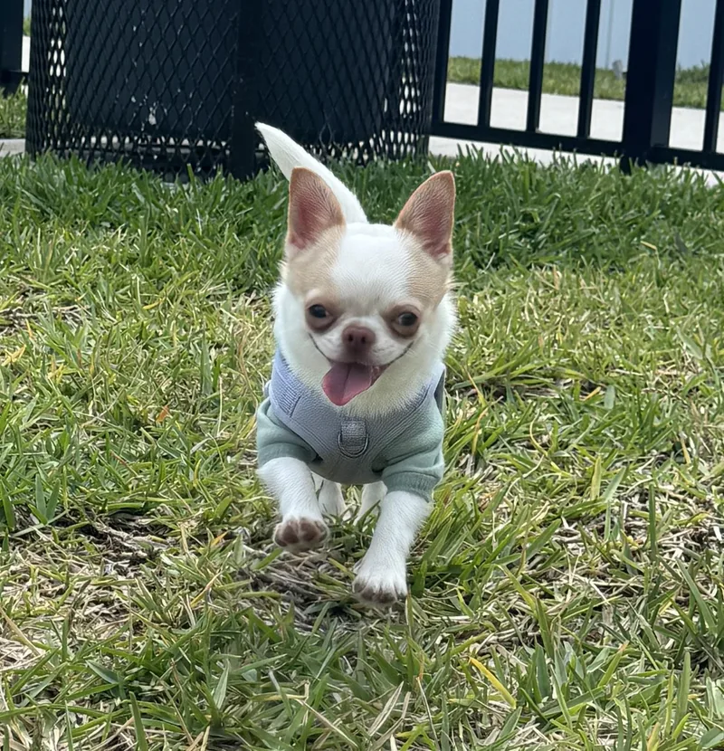 Nicobing thumbnail 5