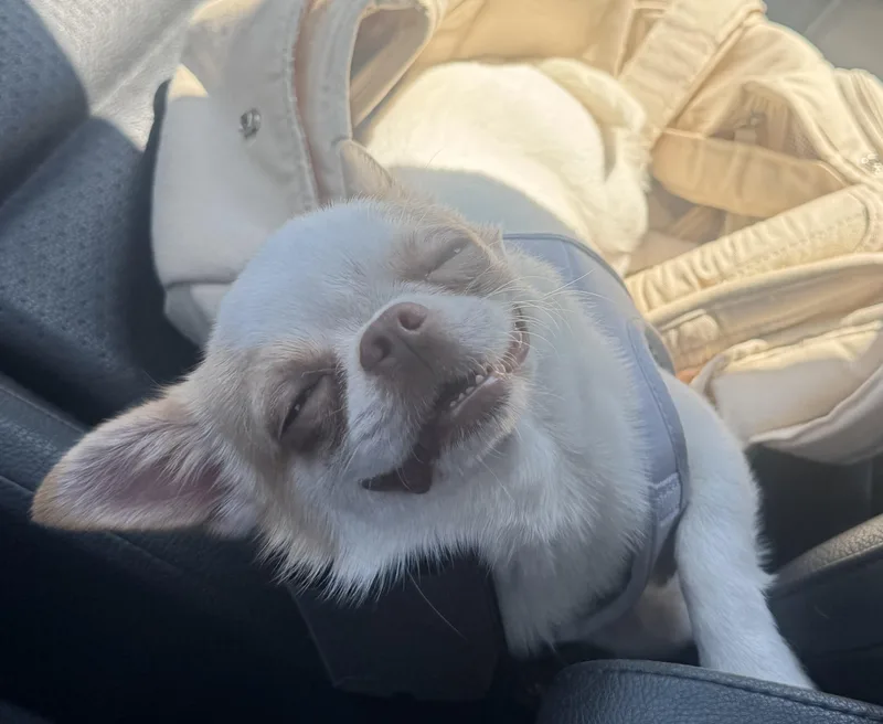 Nicobing thumbnail 6