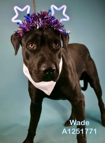 An adult large-sized male Labrador Retriever dog named Wade for adoption in Bakersfield, CA