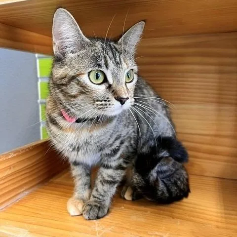 An adult small-sized female Tabby (Buff / Tan / Fawn) Domestic Short Hair cat named Chessie for adoption in Tyler, TX