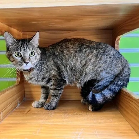 Chessie thumbnail 2