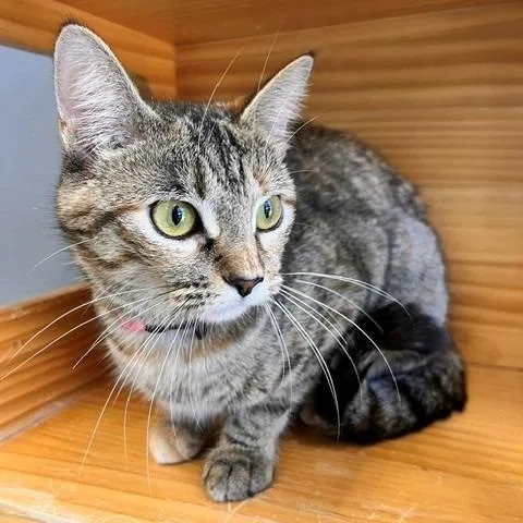 Chessie thumbnail 4