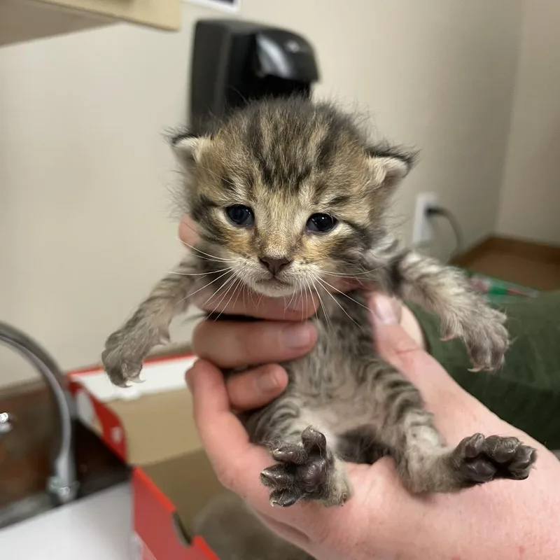 A baby small-sized female Brown / Chocolate Domestic Short Hair cat named Starfish for adoption in Santa Barbara, CA