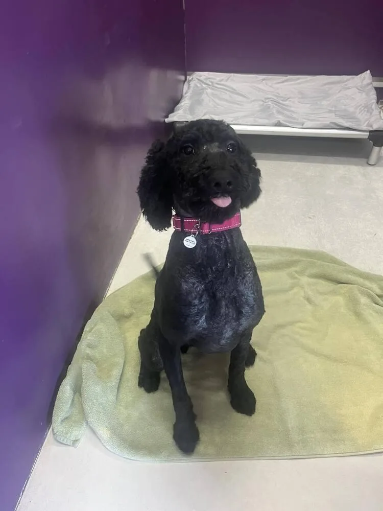 A young medium-sized male Poodle dog named Toby for adoption in Candler, NC