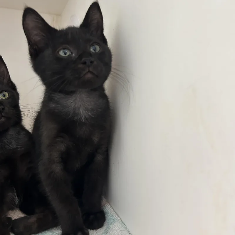 A baby medium-sized female Black Domestic Short Hair cat named Larry for adoption in La Grange Park, IL