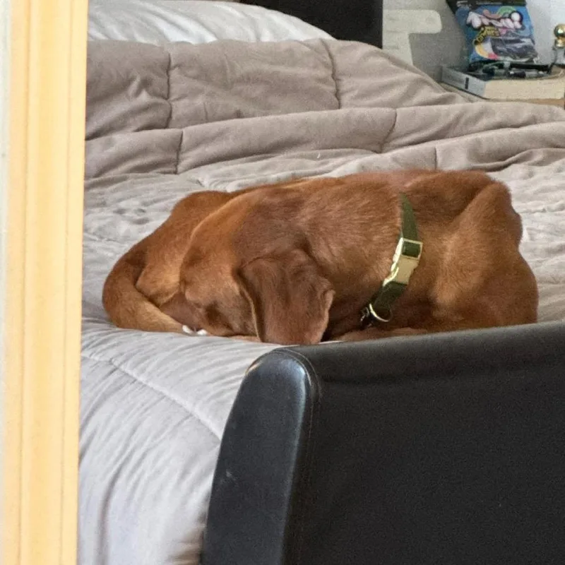 An adult medium-sized female Vizsla dog named CopperMae for adoption in Spring Hill, KS