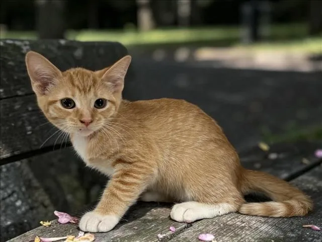 A baby small-sized female Domestic Short Hair cat named A for adoption in San Pedro, CA