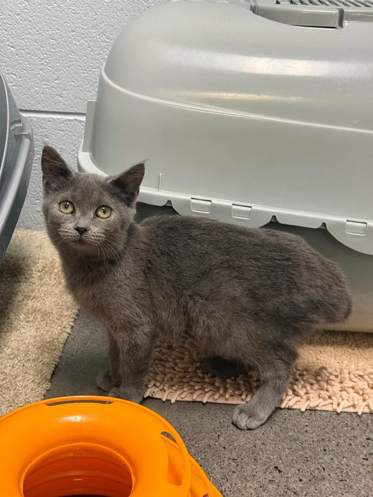 A baby medium-sized female Domestic Short Hair cat named Dover for adoption in Johnson City, TN