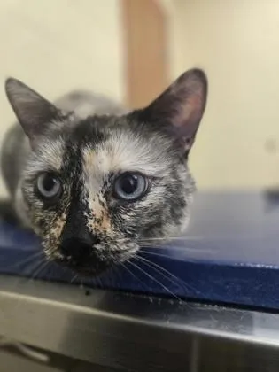 An adult large-sized female Domestic Short Hair cat named Luna for adoption in Westland, MI