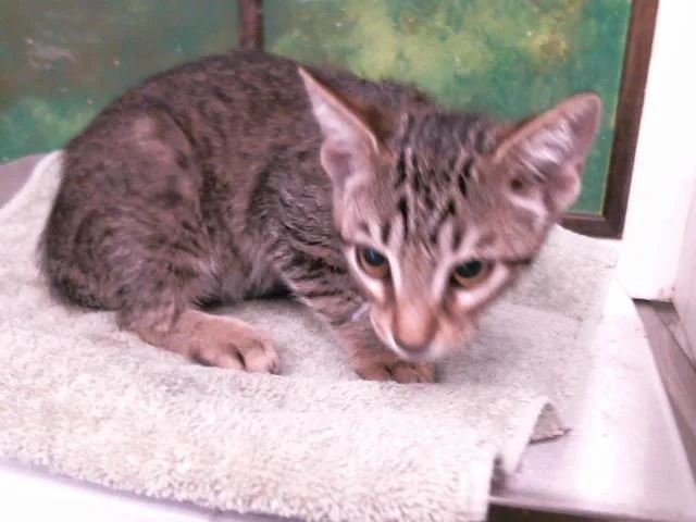 A baby small-sized female Domestic Short Hair cat named Catalina for adoption in Houston, TX