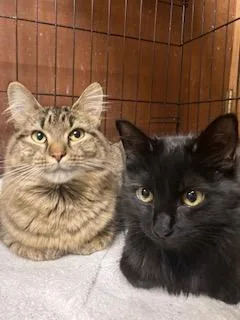 An adult medium-sized female Tabby (Brown / Chocolate) Maine Coon cat named PA  Madeline for adoption in Hazlet, NJ