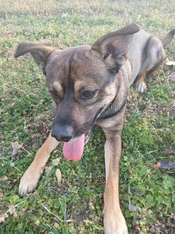 A young medium-sized male Brown / Chocolate Shepherd dog named Buddy for adoption in TULSA, OK