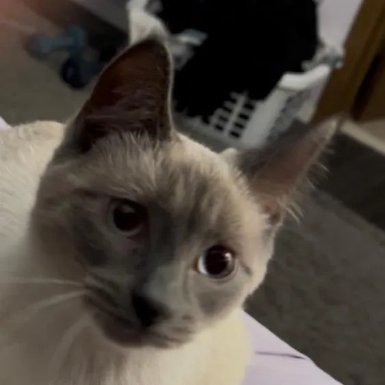 A baby small-sized male White Domestic Short Hair cat named Quinn for adoption in Grand Rapids, MN