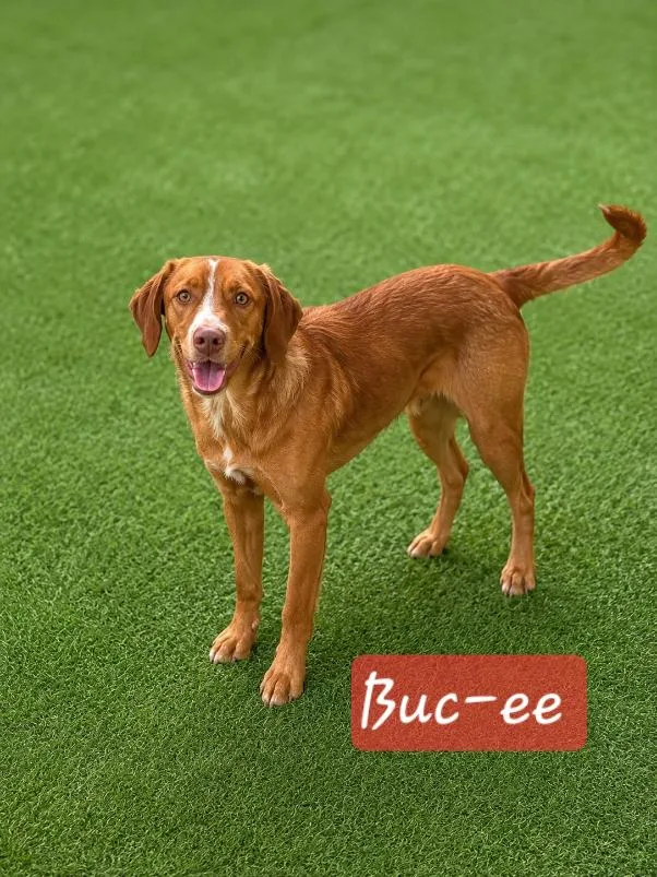 Bucee