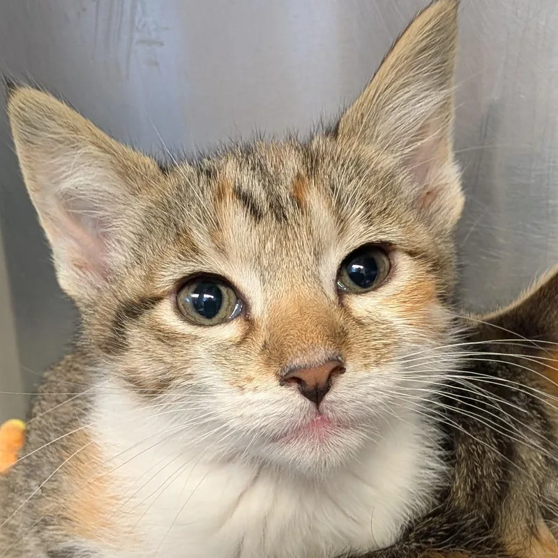 A baby small-sized female Torbie Domestic Short Hair cat named Hen for adoption in Belleville, IL