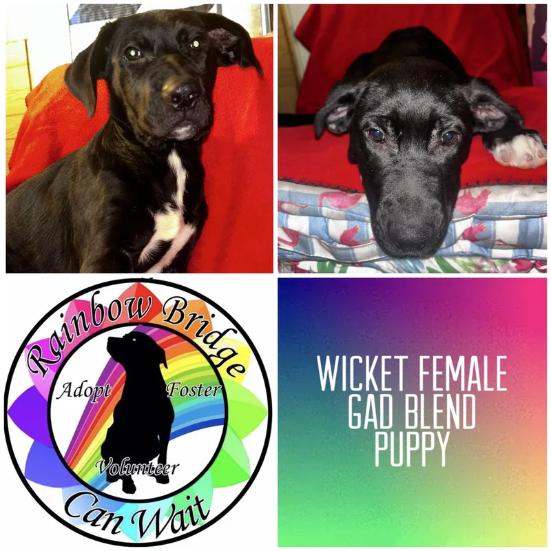 A baby large-sized female German Shepherd Dog dog named Wicket for adoption in Carnegie, OK