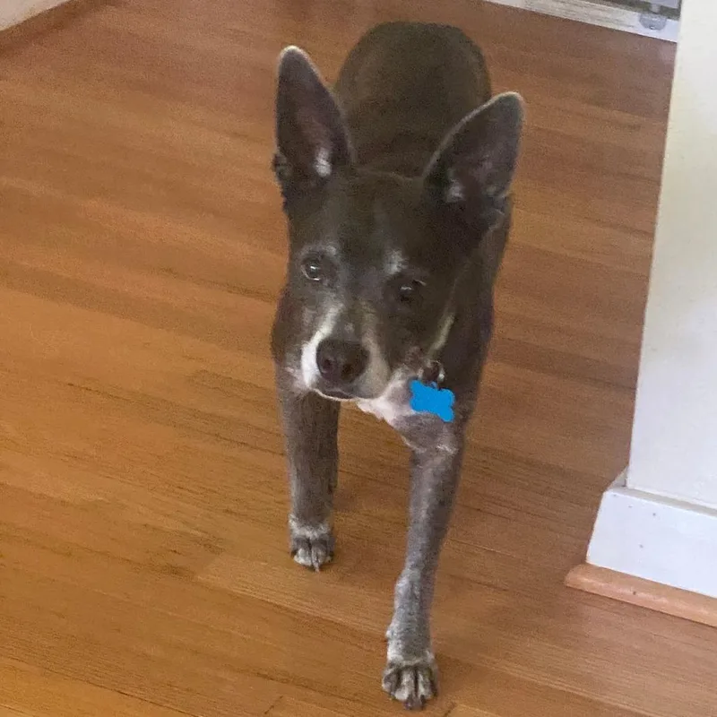 A senior small-sized female Brown / Chocolate Chihuahua dog named Hope for adoption in Houston, TX