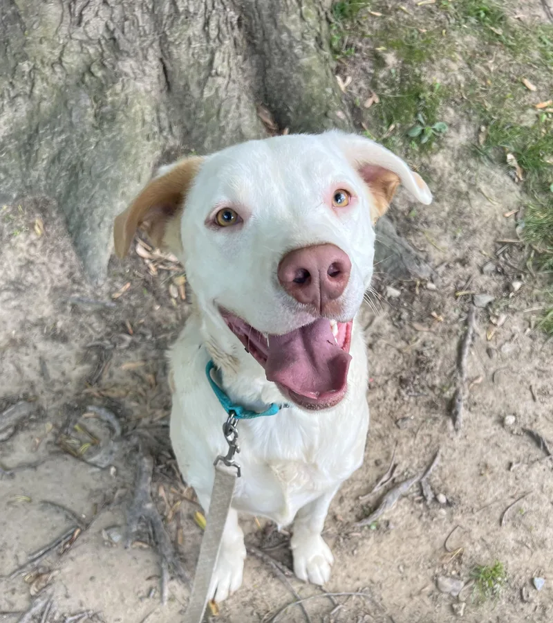 An adult medium-sized male Pit Bull Terrier dog named Potato for adoption in Reisterstown, MD