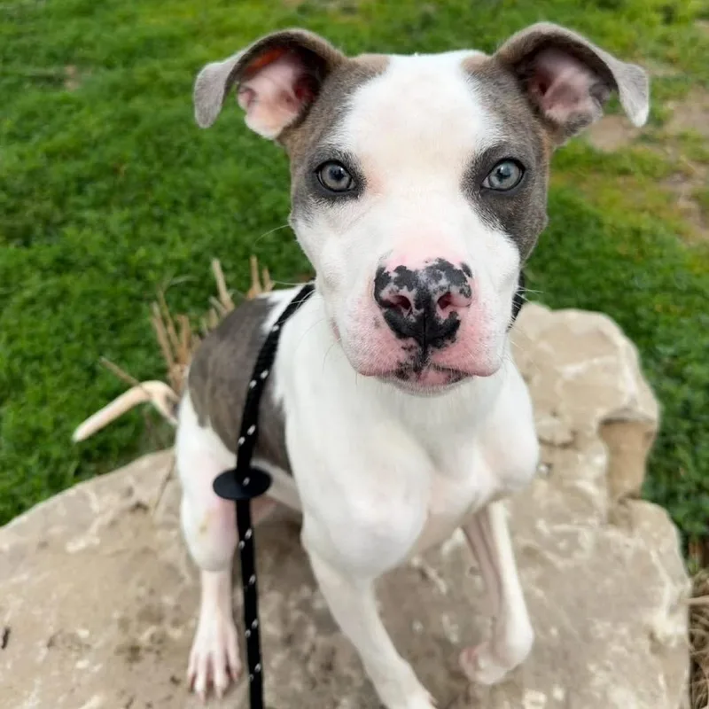 A young medium-sized female White / Cream Terrier dog named Harley for adoption in O'Fallon, MO