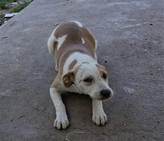 A young medium-sized male Chihuahua dog named A for adoption in Stockton, CA