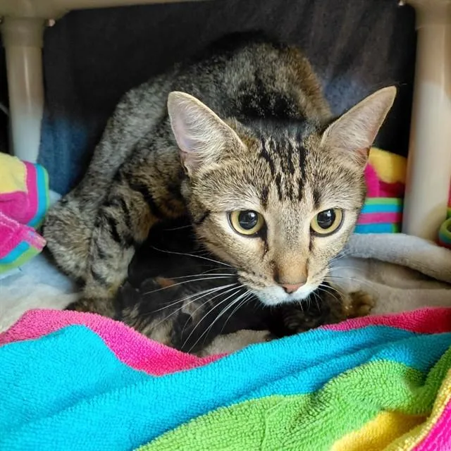 A young medium-sized female Domestic Short Hair cat named Splitz for adoption in Huntsville, AL