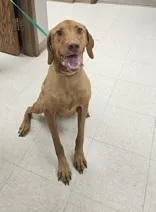A young medium-sized male Red / Chestnut / Orange Vizsla dog named Rocky for adoption in Moline, IL