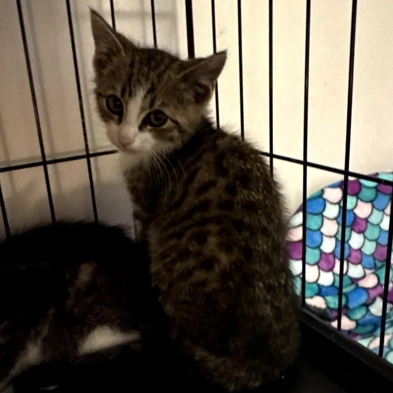 A baby small-sized male Brown / Chocolate Domestic Short Hair cat named Crys for adoption in Ringtown, PA