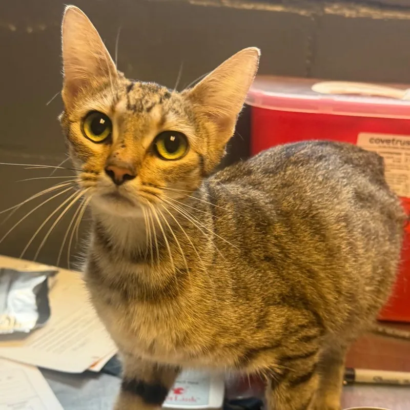 An adult medium-sized female Brown / Chocolate Domestic Short Hair cat named Faith for adoption in Tuscaloosa, AL