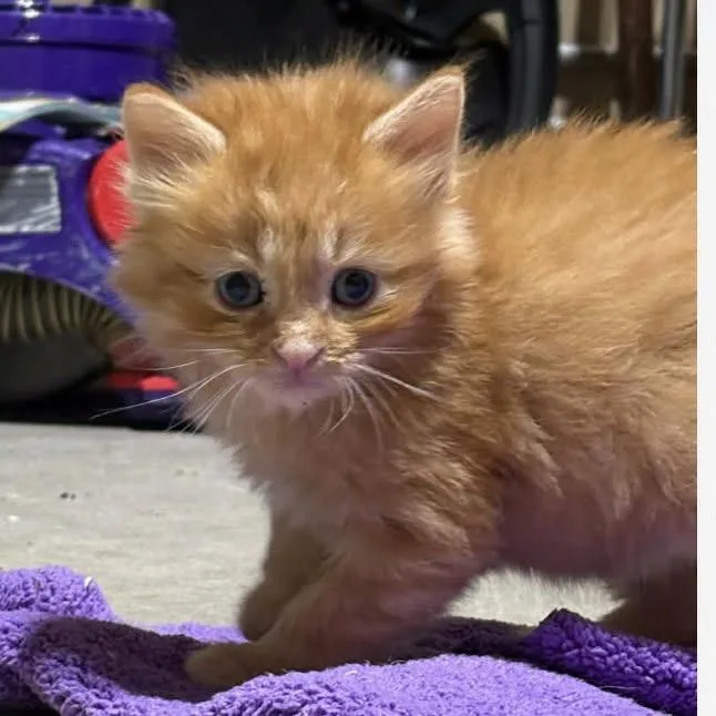 A baby small-sized male Orange / Red Domestic Long Hair cat named Sebastian for adoption in St. Peters, MO