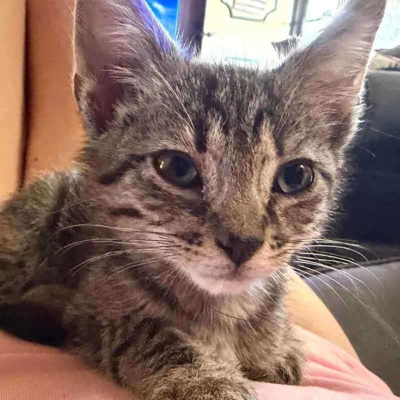 A baby small-sized male Brown / Chocolate Domestic Short Hair cat named Snap Dragon for adoption in Deerfield, IL