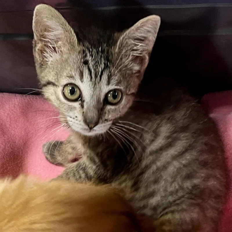 A baby small-sized female Gray / Blue / Silver Domestic Short Hair cat named Liberty for adoption in Temecula, CA