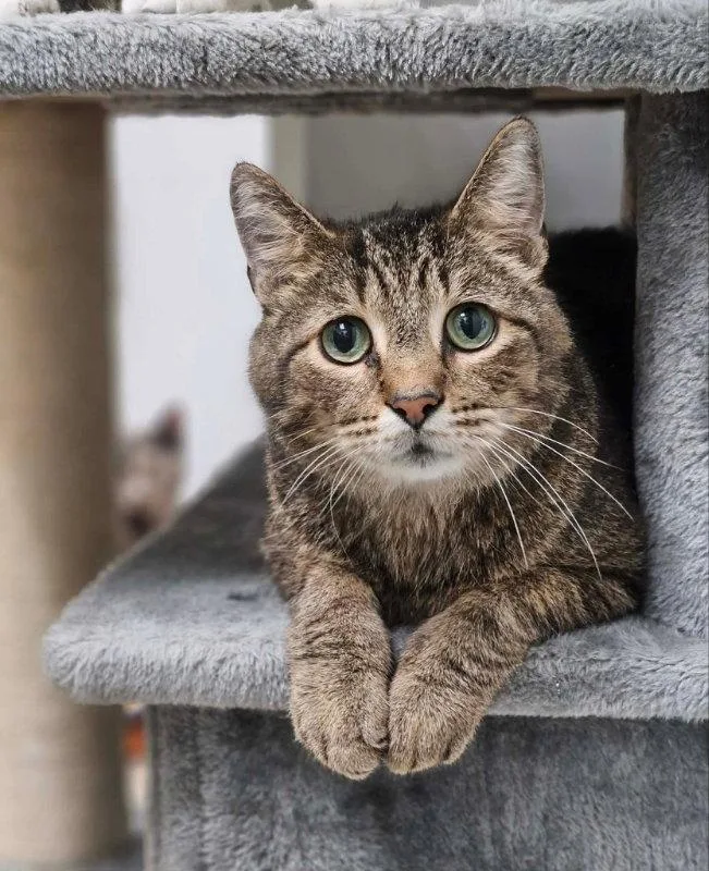 A senior medium-sized male Domestic Short Hair cat named Tj for adoption in Gonic, NH