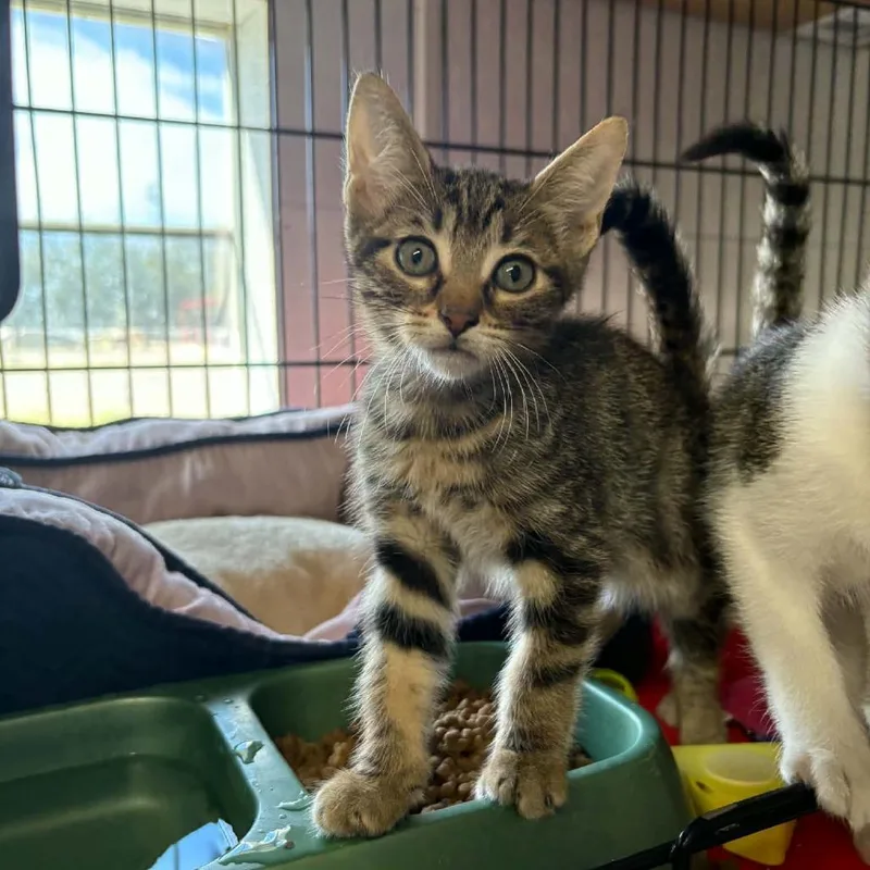 A baby small-sized female Brown / Chocolate Domestic Short Hair cat named Kourtney for adoption in Stephenville, TX
