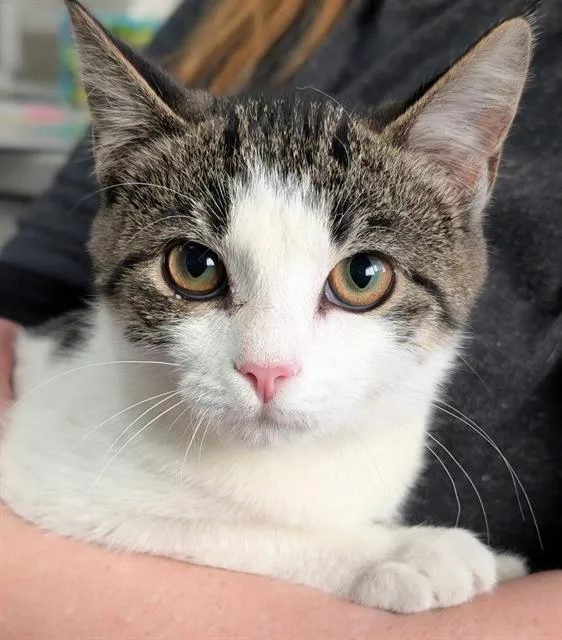 A baby small-sized female Domestic Short Hair cat named Florence for adoption in Canfield, OH