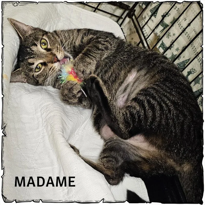 An adult medium-sized female Domestic Short Hair cat named Madame for adoption in Whiting, IN