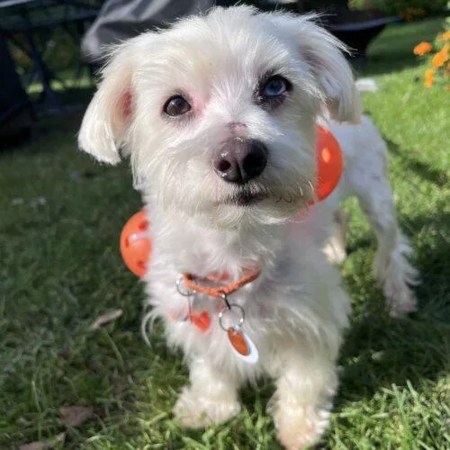 An adult small-sized male Maltese dog named Rhomulus for adoption in Lincolnshire, IL