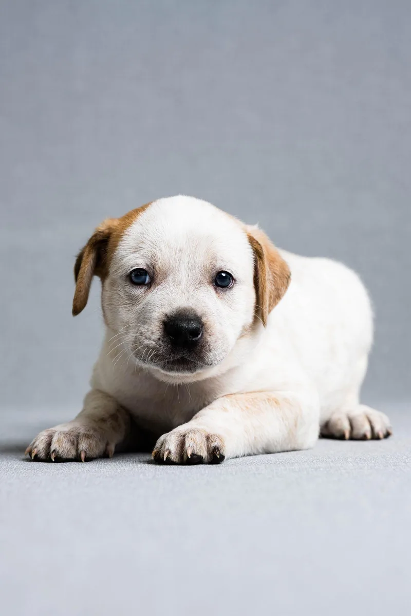 A baby large-sized male Mixed Breed dog named Timber for adoption in Oregon, OH