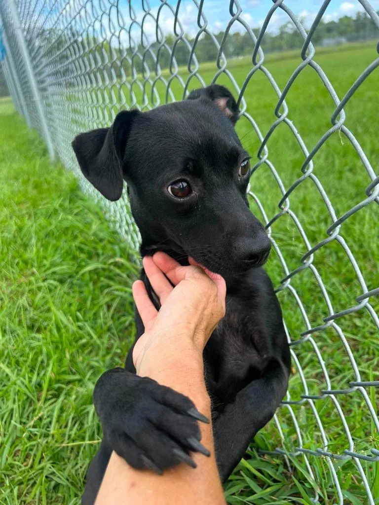 A young small-sized female Whippet dog named Velvet for adoption in New Bern, NC