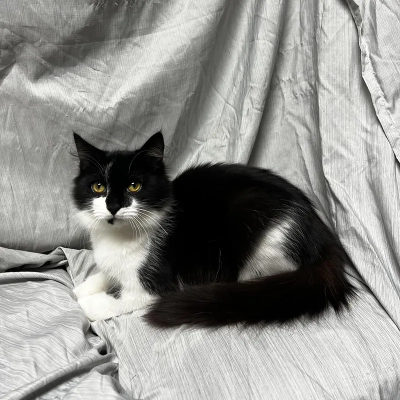 A baby small-sized female Domestic Medium Hair cat named Bubbles for adoption in Raleigh, NC